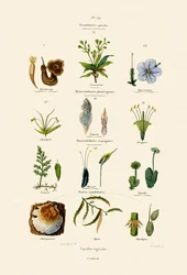 Familles végétales, 1833-39